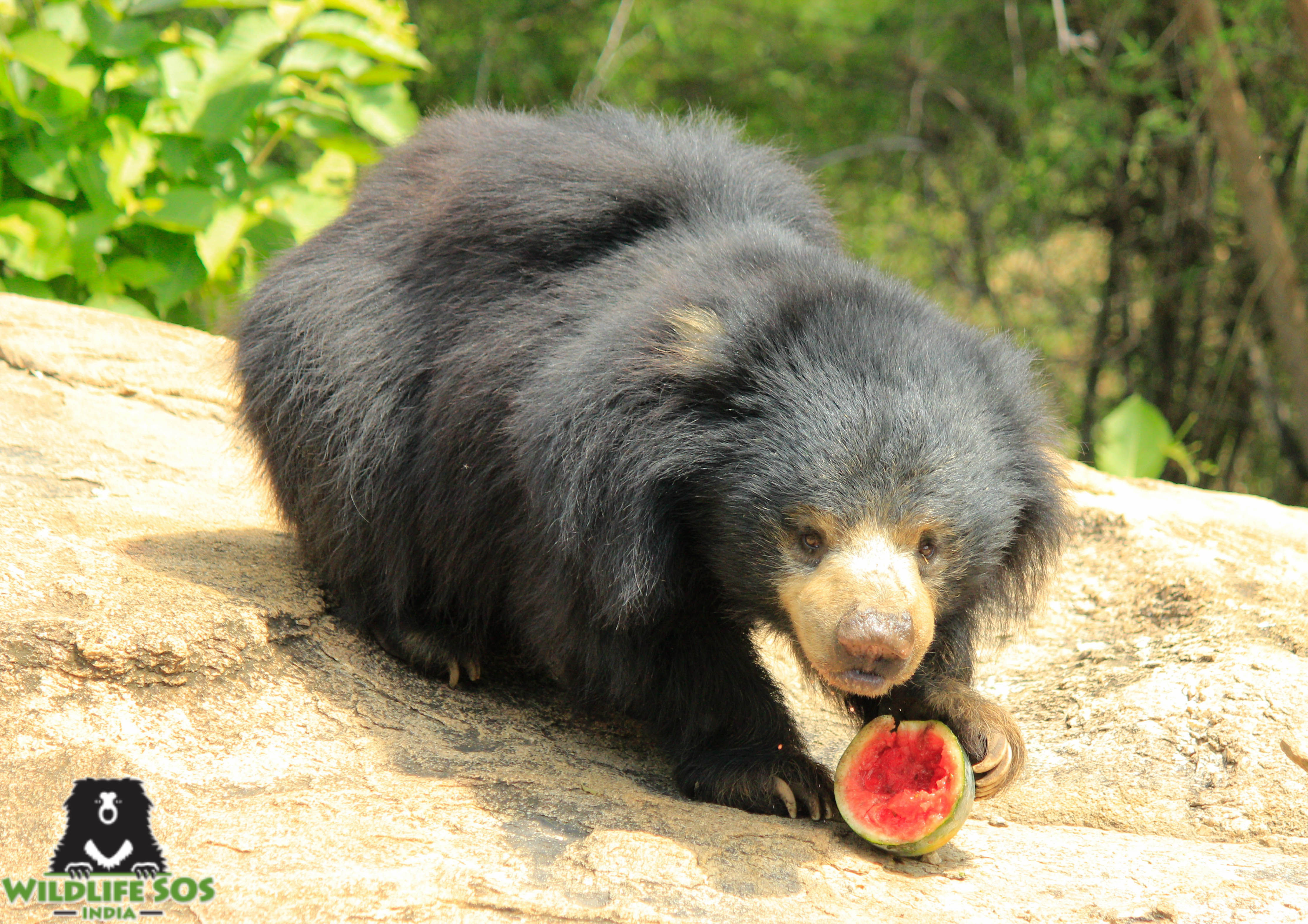 Wildlife SOS