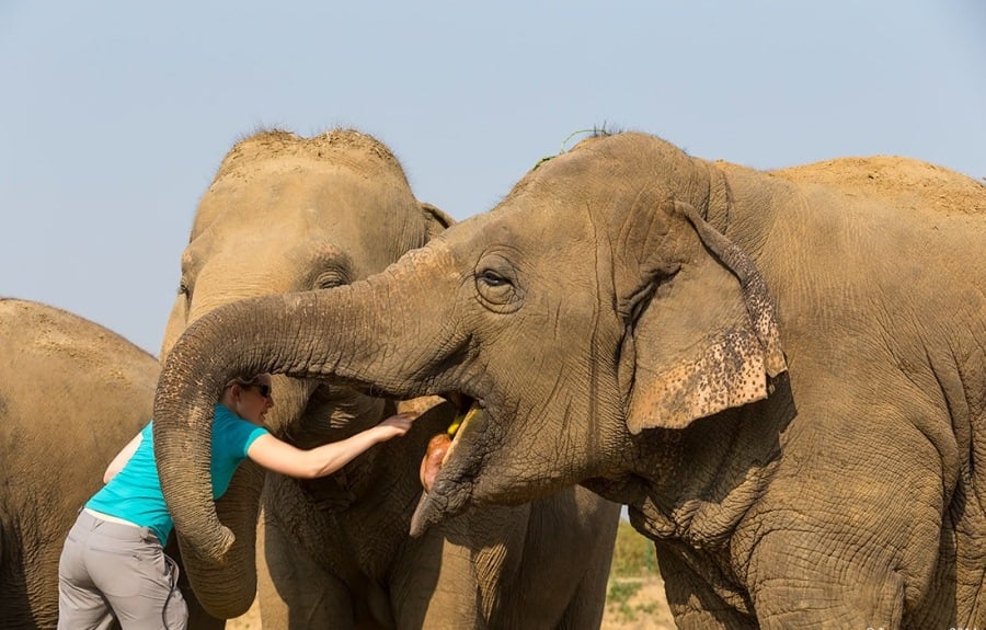 Wildlife SOS