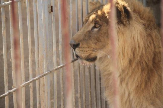 Four Paws International - Simba