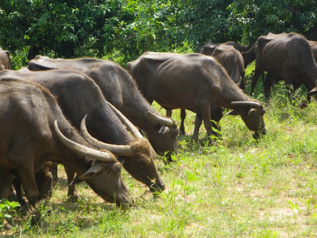 buffalo