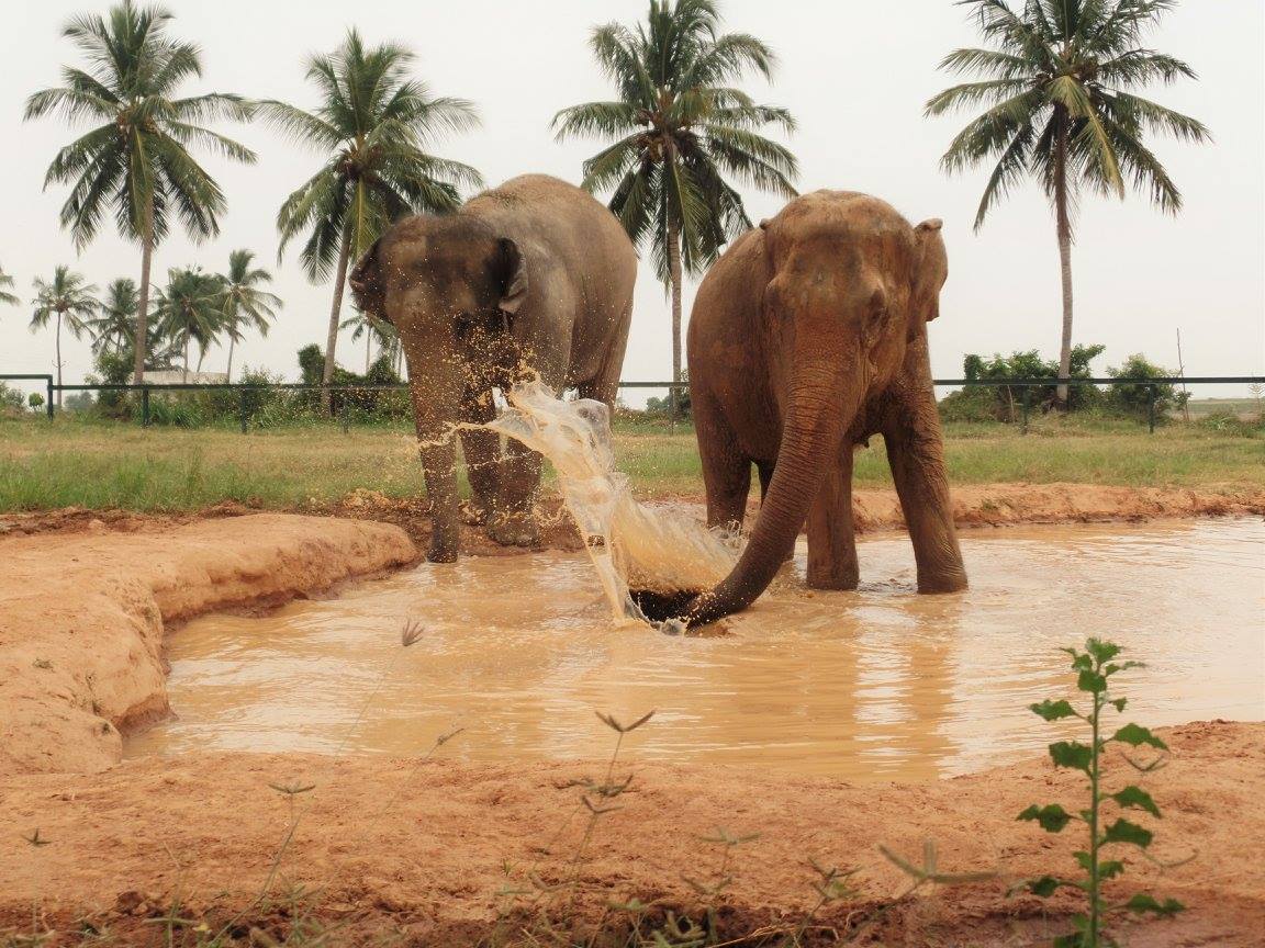 WRRC Elephants