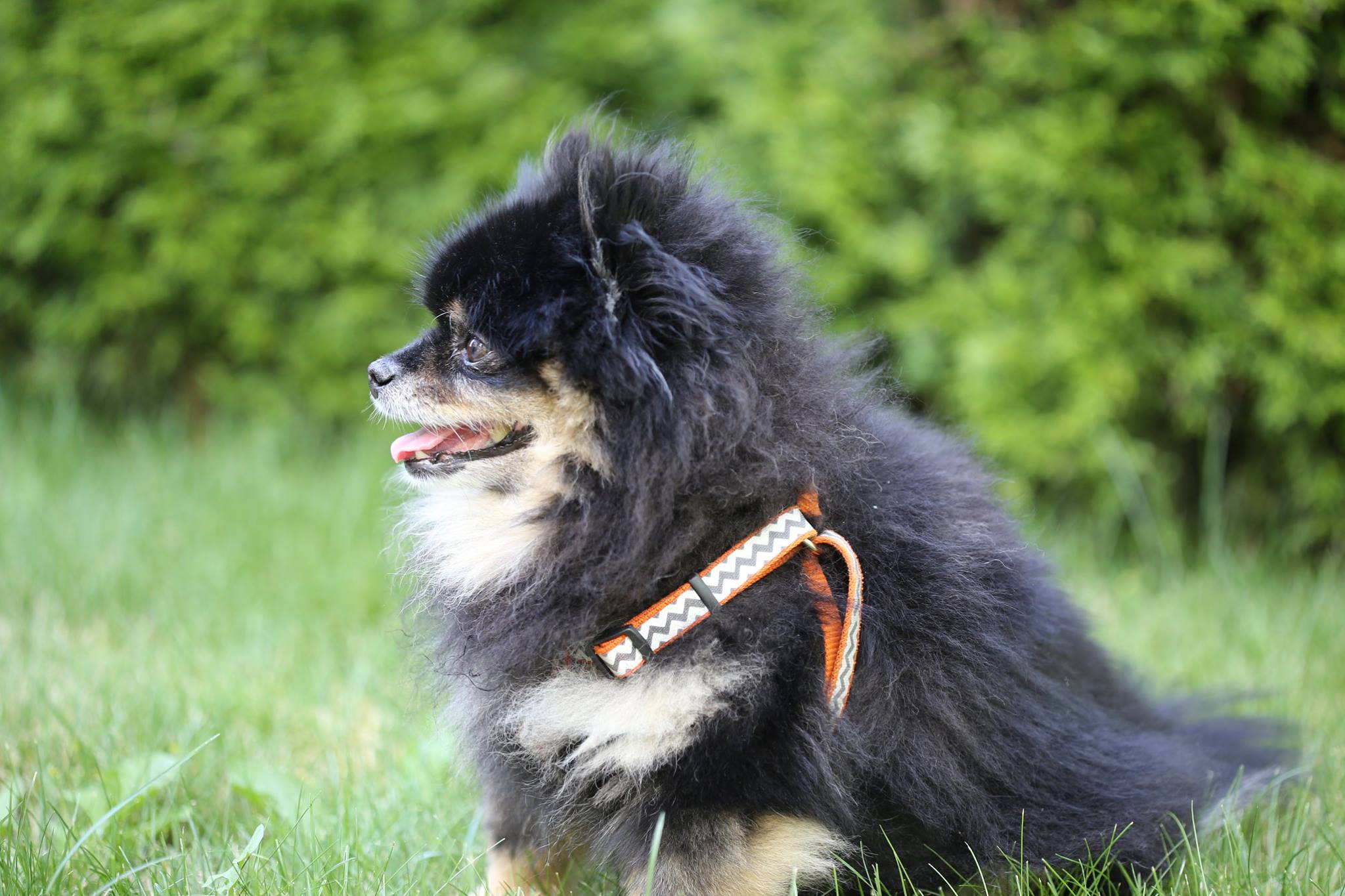 Chewie