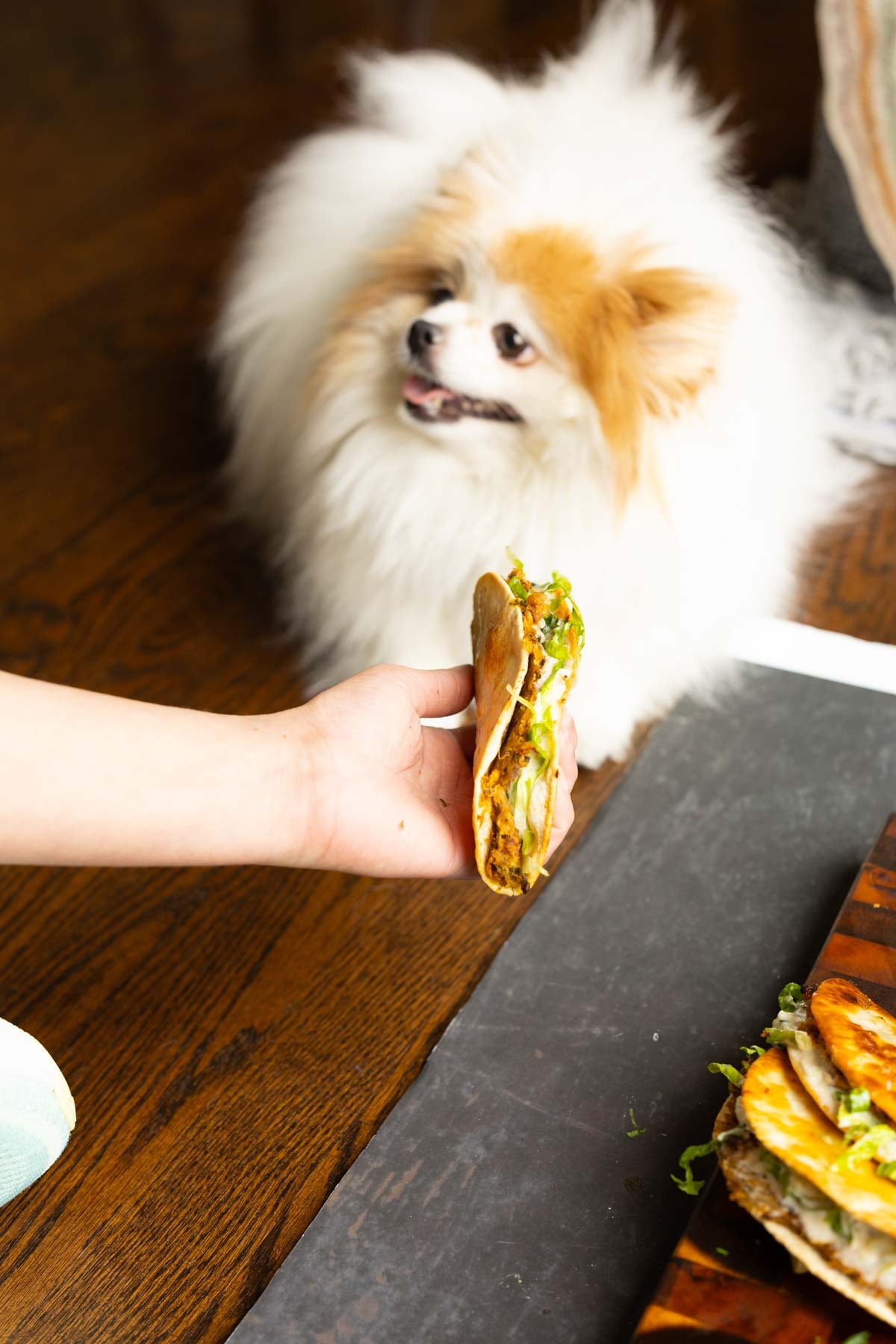 Loki begging for a paratha taco